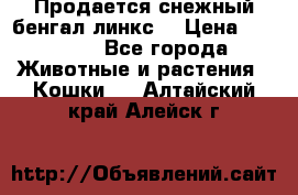 Продается снежный бенгал(линкс) › Цена ­ 25 000 - Все города Животные и растения » Кошки   . Алтайский край,Алейск г.